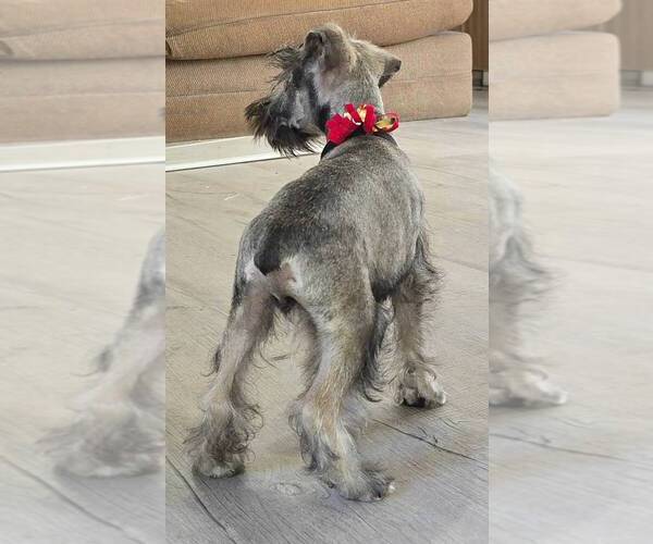 Medium Photo #3 Schnauzer (Miniature) Puppy For Sale in BROOKSVILLE, FL, USA