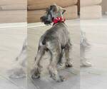 Small #2 Schnauzer (Miniature)