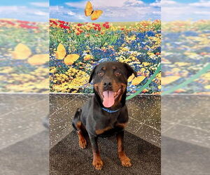 Rottweiler Dogs for adoption in Brewster, MA, USA