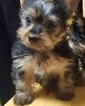 Small Photo #16 Yorkshire Terrier Puppy For Sale in SUWANEE, GA, USA