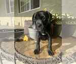 Small #1 Labrador Retriever Mix