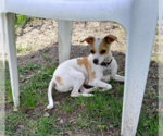 Small #1 Chihuahua Mix