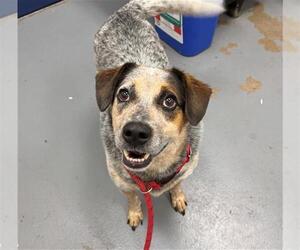 Mutt Dogs for adoption in Peoria, IL, USA