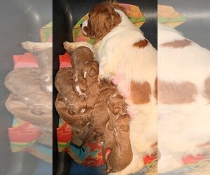 Father of the Cavalier King Charles Spaniel-Poodle (Toy) Mix puppies born on 12/20/2020