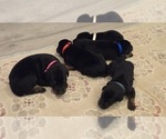 Small #1 Doberman Pinscher