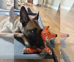 Mutt Dogs for adoption in Imlay City, MI, USA