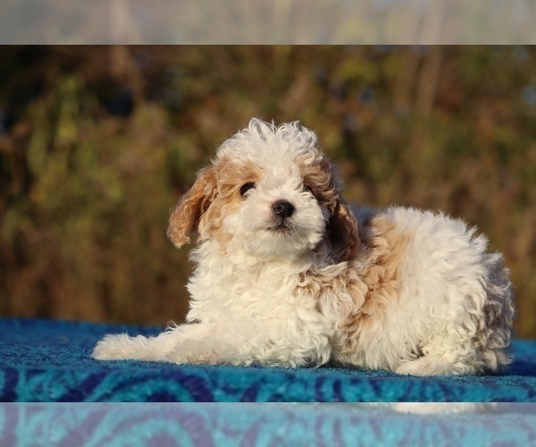 Medium Photo #1 Goldendoodle (Miniature) Puppy For Sale in DYERSBURG, TN, USA