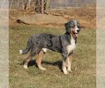 Small Photo #1 Bernedoodle (Miniature) Puppy For Sale in GORDONVILLE, PA, USA