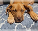 Small #1 Great Dane