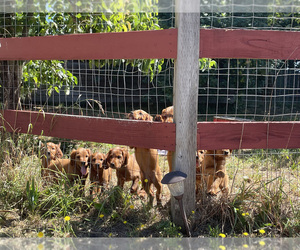 Irish Setter Puppy for sale in COUPEVILLE, WA, USA