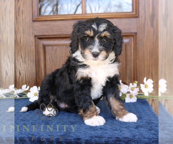 Medium Photo #2 Bernedoodle (Miniature) Puppy For Sale in NARVON, PA, USA