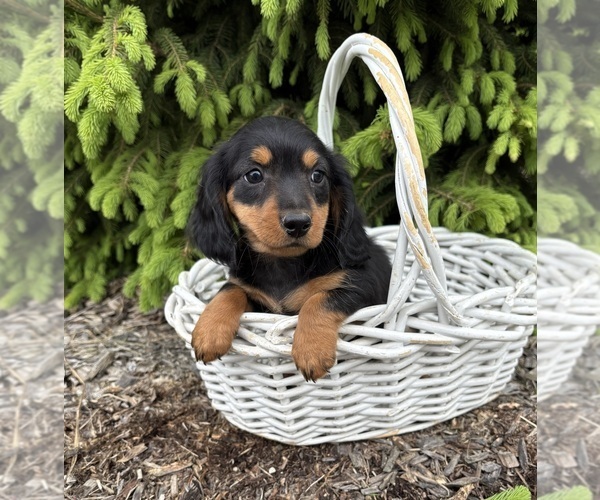 Medium Photo #3 Dachshund Puppy For Sale in MIDDLEBURY, IN, USA