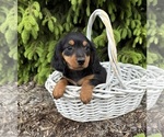Small #2 Dachshund