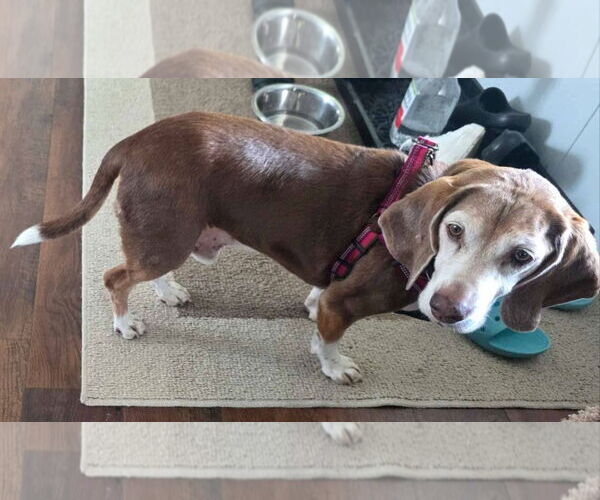 Medium Photo #8 Beagle Puppy For Sale in Dunnellon, FL, USA