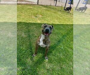 Mutt Dogs for adoption in Temple, TX, USA