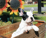 Small Photo #4 French Bulldog Puppy For Sale in NEW SMYRNA, FL, USA
