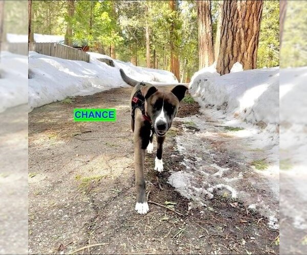 Medium Photo #2 American Pit Bull Terrier-Huskies  Mix Puppy For Sale in Woodland Hills, CA, USA