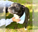 Small #1 American Pit Bull Terrier