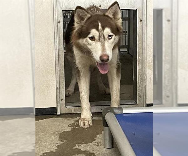 Medium Photo #1 Siberian Husky Puppy For Sale in Stockton, CA, USA