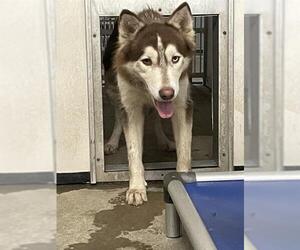 Siberian Husky Dogs for adoption in Stockton, CA, USA