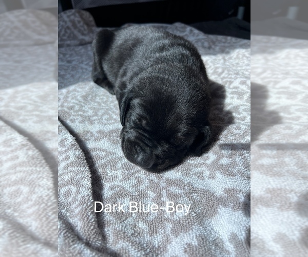 Medium Photo #3 Cane Corso-German Shorthaired Pointer Mix Puppy For Sale in CLAY CITY, KY, USA
