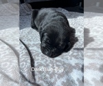 Small Photo #3 Cane Corso-German Shorthaired Pointer Mix Puppy For Sale in CLAY CITY, KY, USA
