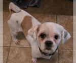 Small #1 Shih Tzu