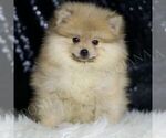 Puppy Logan AKC Pomeranian