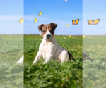 Small #2 Basenji-Rat Terrier Mix