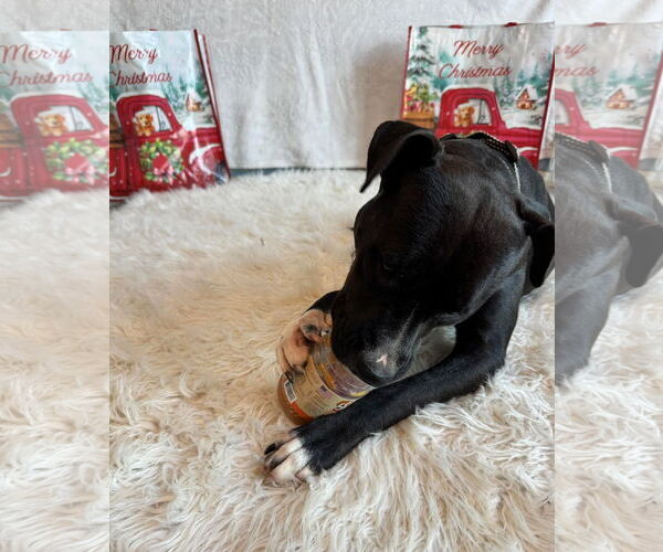 Medium Photo #3 American Pit Bull Terrier-Unknown Mix Puppy For Sale in Germantown, OH, USA