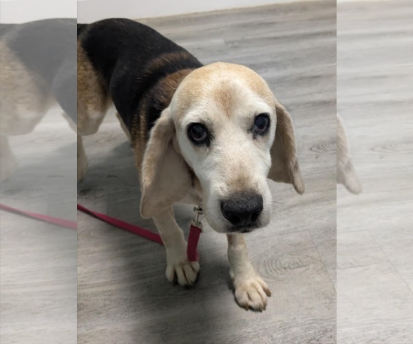 Medium Photo #8 Beagle Puppy For Sale in Dunnellon, FL, USA