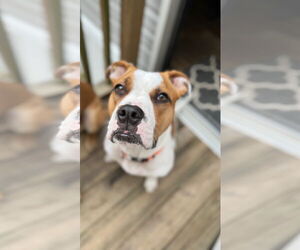 Mutt Dogs for adoption in Gainesville, FL, USA