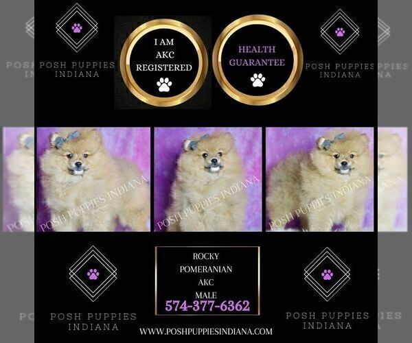 Medium Photo #74 Pomeranian Puppy For Sale in WARSAW, IN, USA
