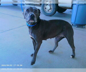 Mutt Dogs for adoption in Oroville, CA, USA