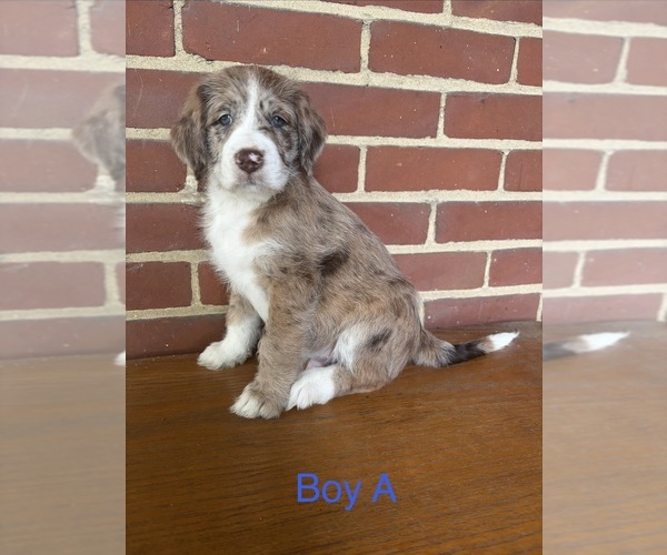 Medium Photo #1 Aussiedoodle Puppy For Sale in DAYTON, OH, USA