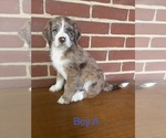 Puppy 7 Aussiedoodle