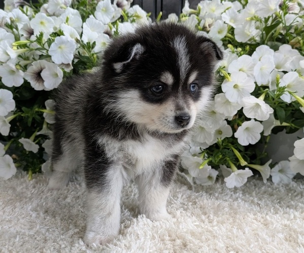 Medium Photo #4 Pomsky Puppy For Sale in GOSHEN, IN, USA