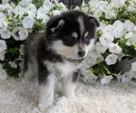Small #3 Pomsky