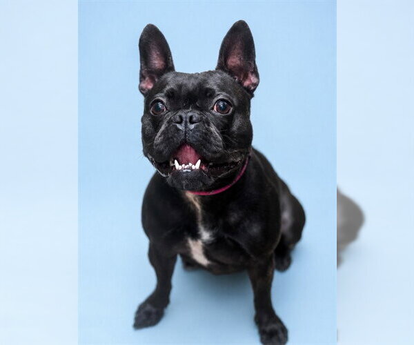 Medium Photo #1 French Bulldog Puppy For Sale in Westminster, MD, USA
