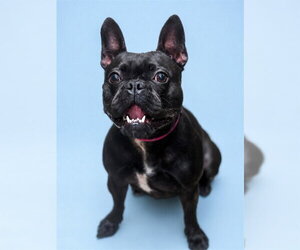 French Bulldog Dogs for adoption in Westminster, MD, USA