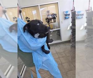 Labrador Retriever Dogs for adoption in San Antonio, TX, USA