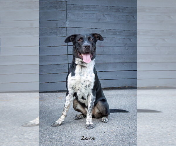 Medium Photo #3 Pointer-Unknown Mix Puppy For Sale in Hot Springs Village, AR, USA