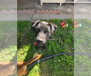 Mila - Female Labrador Retriever-Unknown Mix Dog for Adoption - Photo #3