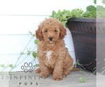 Small Poodle (Miniature)