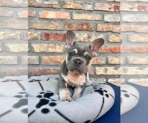 French Bulldog Puppy for sale in ERIAL, NJ, USA