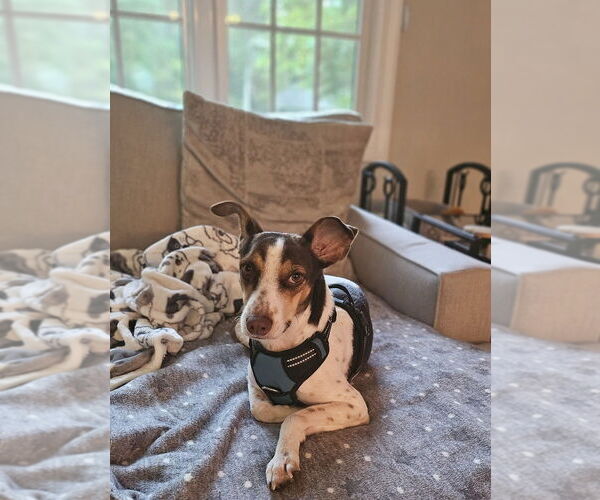 Medium Photo #24 Mutt Puppy For Sale in New York, NY, USA