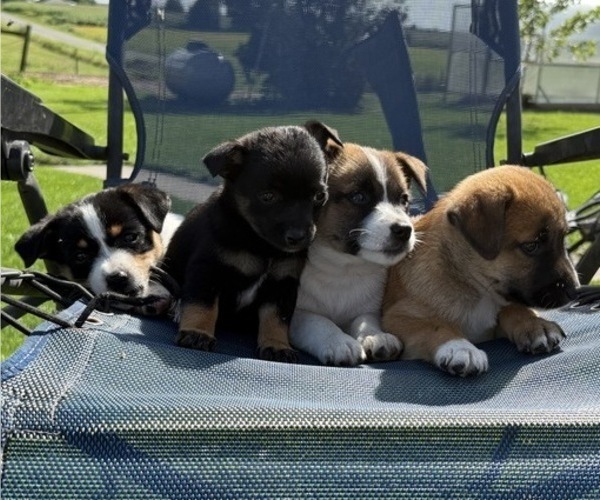 Medium Photo #5 Rat Terrier Puppy For Sale in WITHEE, WI, USA