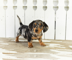 Dachshund Puppy for sale in BREMEN, IN, USA