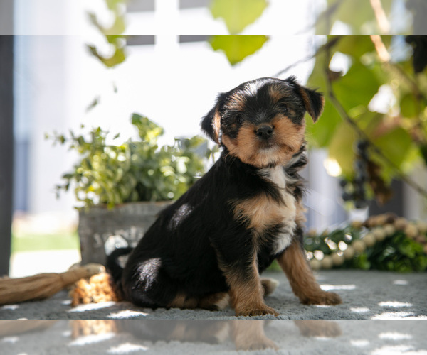 Medium Photo #1 Shorkie Tzu Puppy For Sale in KIRKWOOD, PA, USA