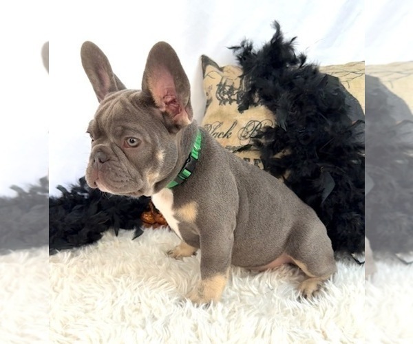 Medium Photo #2 French Bulldog Puppy For Sale in LAKE CITY, FL, USA